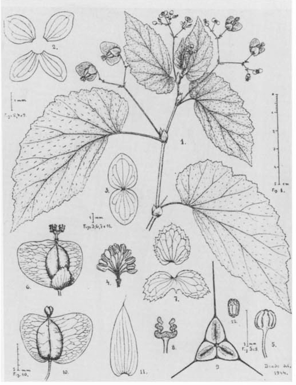 B. alemanii
